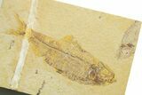 Detailed Fossil Fish (Knightia) - Wyoming #363873-1
